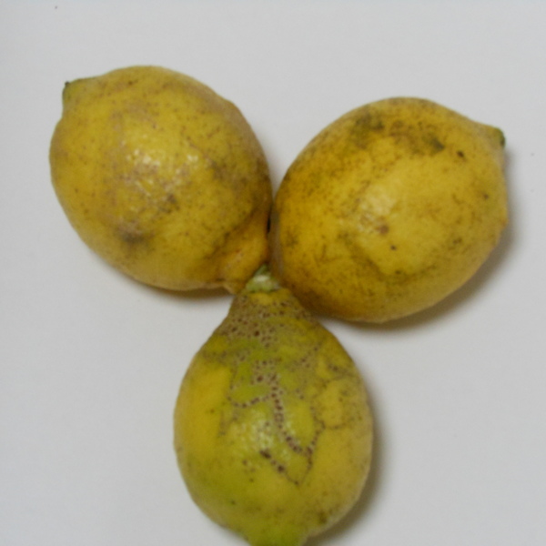 レモン 自然栽培（農薬不使用・化学肥料不使用・除草剤不使用） なかい