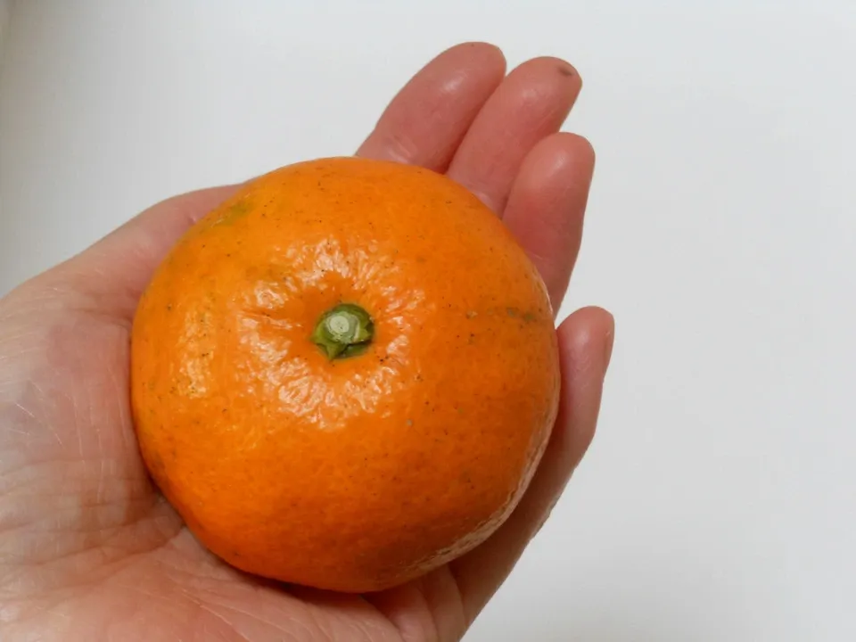 温州みかん 栽培期間中農薬・化学肥料・除草剤不使用 なかい果樹