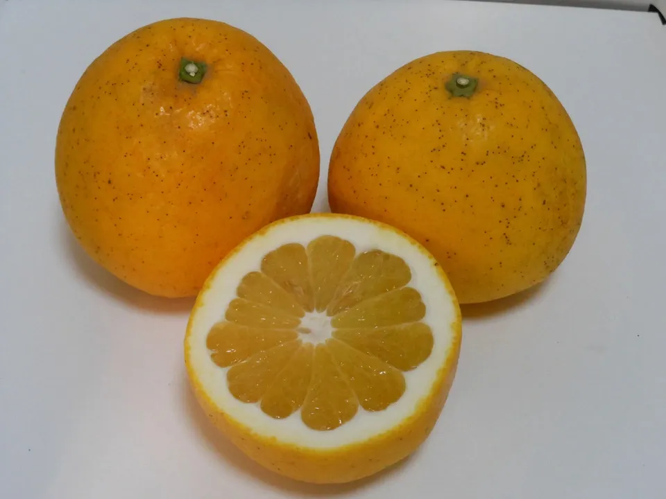 宇和ゴールド 自然栽培(農薬不使用・化学肥料不使用・除草剤不使用)