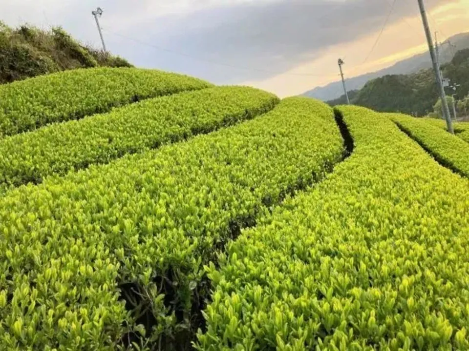 《新茶》2026年初摘み新茶　京都府和束町、農薬不使用栽培