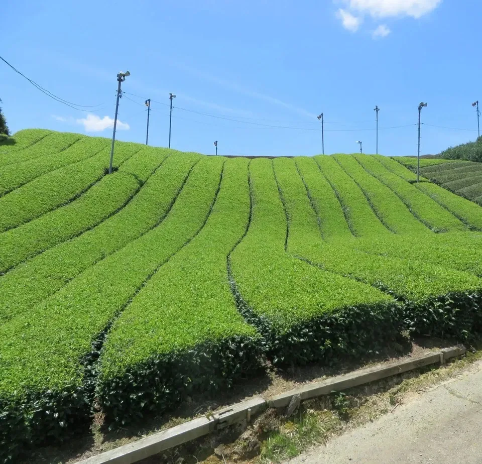 《新茶》2026年初摘み新茶　京都府和束町、農薬不使用栽培