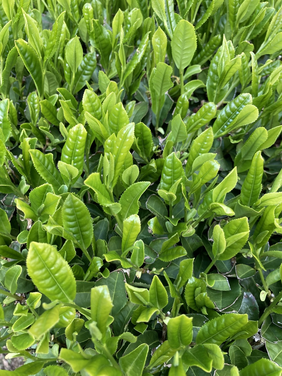 抹茶　農薬不使用栽培茶　京都府