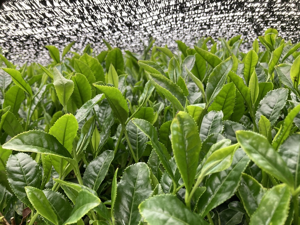 ２０２６年　新茶玉露、京都府で農薬不使用栽培
