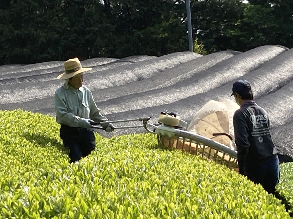 ２０２６年　新茶玉露、京都府で農薬不使用栽培