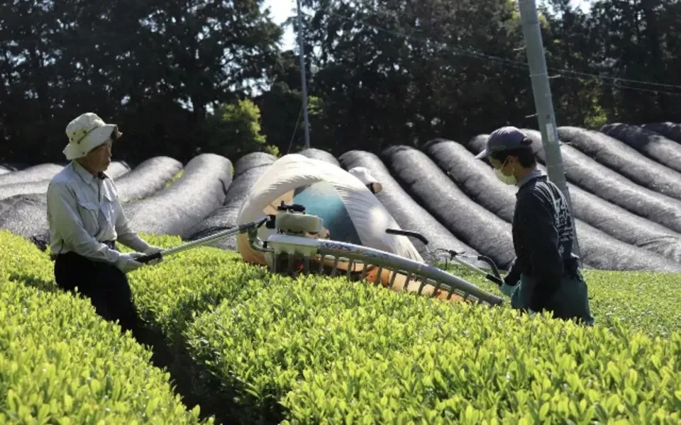 プレミアム抹茶、シングルオリジン《農薬、化学肥料、除草剤不使用》 京都府