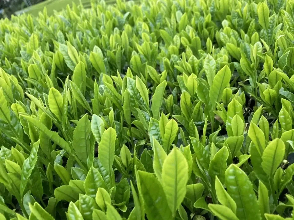 プレミアム抹茶、シングルオリジン《農薬、化学肥料、除草剤不使用》 京都府