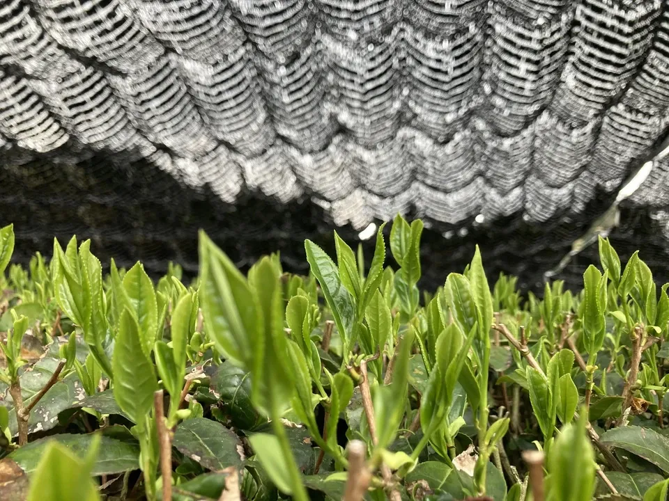 ２０２６年新茶玉露粉茶、京都府で農薬不使用栽培でできた粉茶です。急須なしで手軽に玉露粉茶を楽しめます。