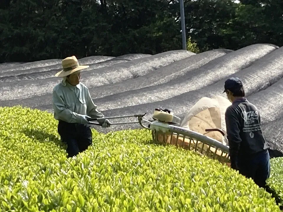 ２０２６年新茶玉露粉茶、京都府で農薬不使用栽培でできた粉茶です。急須なしで手軽に玉露粉茶を楽しめます。