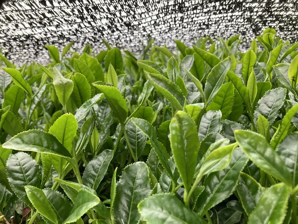 ２０２６年新茶玉露粉茶、京都府で農薬不使用栽培でできた粉茶です。急須なしで手軽に玉露粉茶を楽しめます。