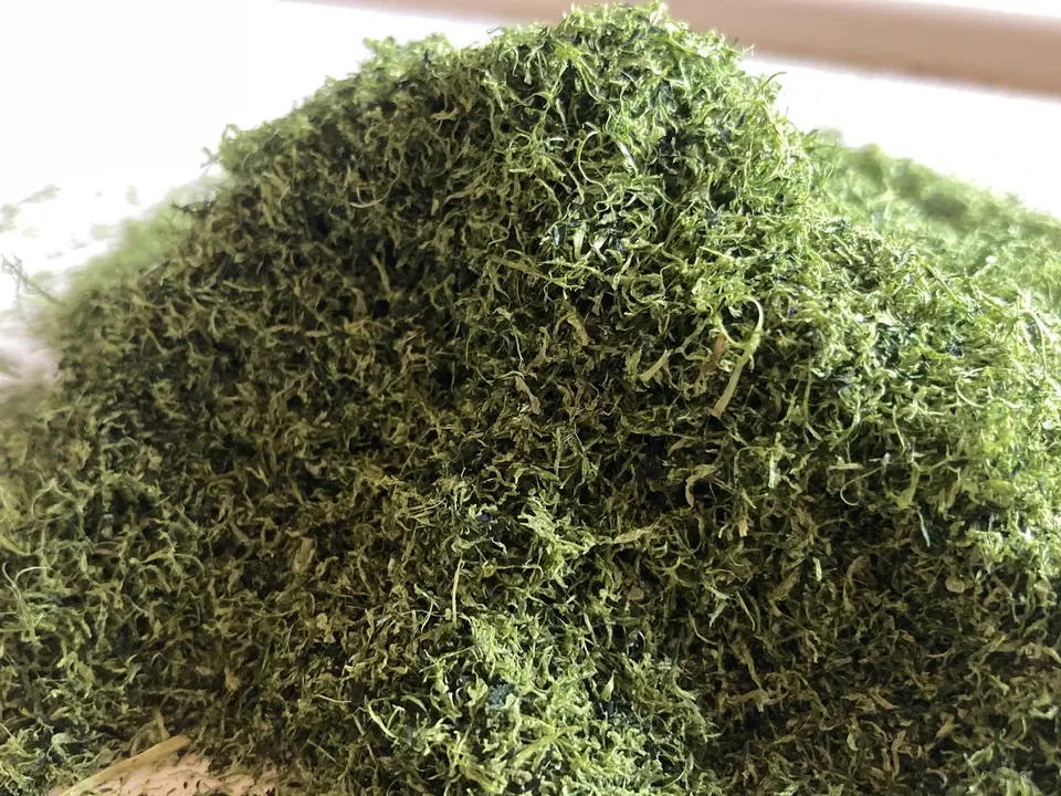 ２０２６年新茶玉露粉茶、京都府で農薬不使用栽培でできた粉茶です。急須なしで手軽に玉露粉茶を楽しめます。