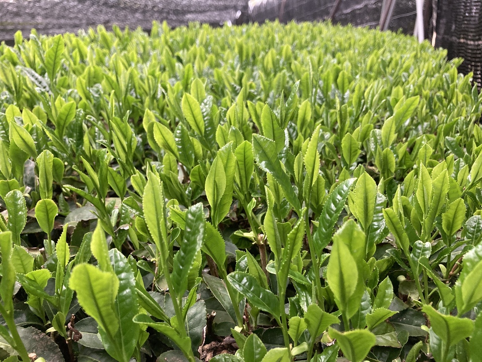 ２０２６年　新茶玉露、京都府で農薬不使用栽培