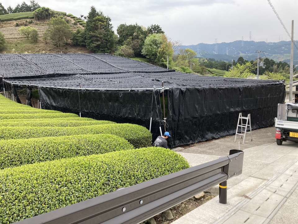 玉露玄米茶 茶葉は農薬不使用の玉露のみ、有機玄米。