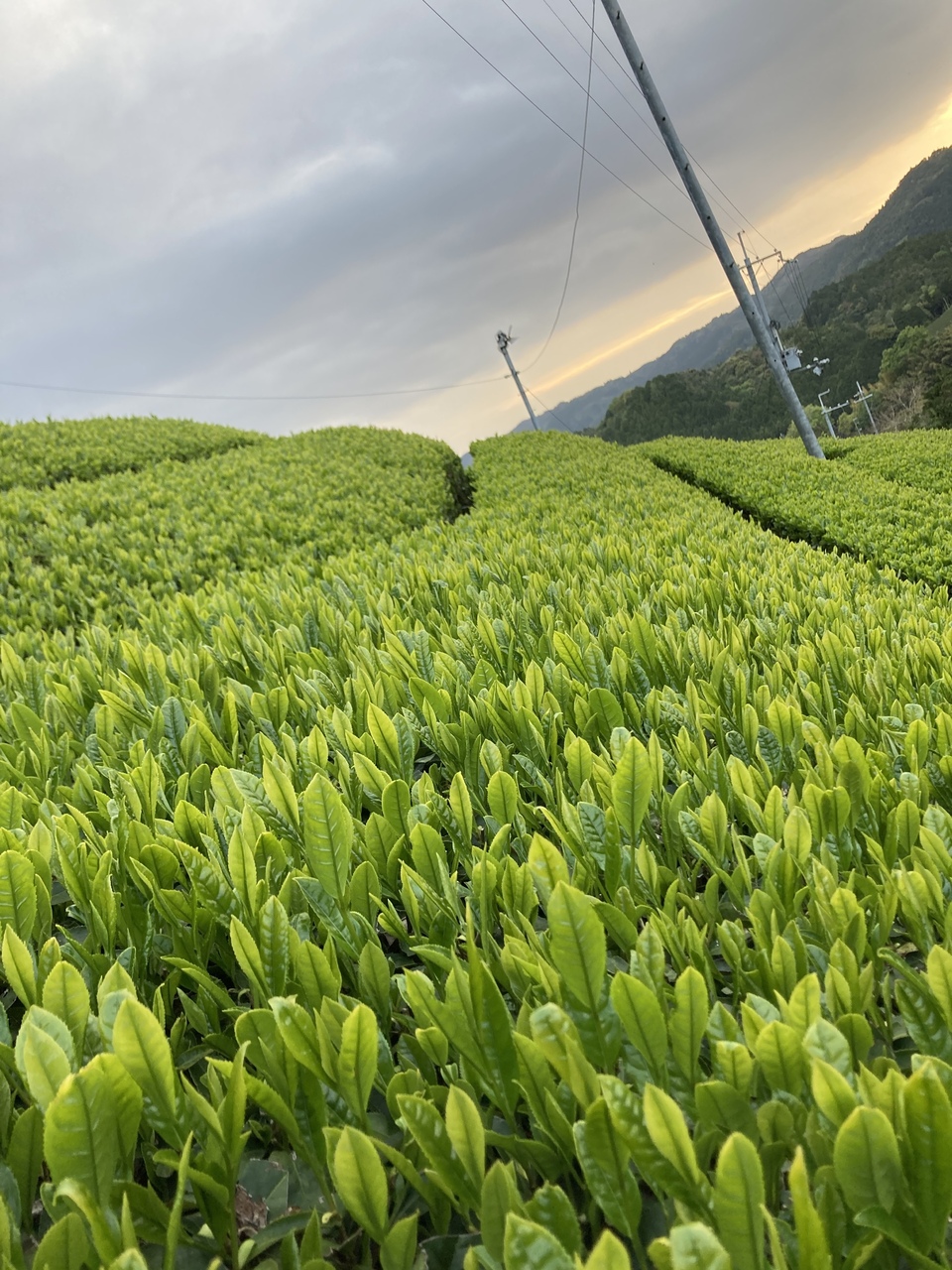 玉露玄米茶 茶葉は農薬不使用の玉露のみ、有機玄米。
