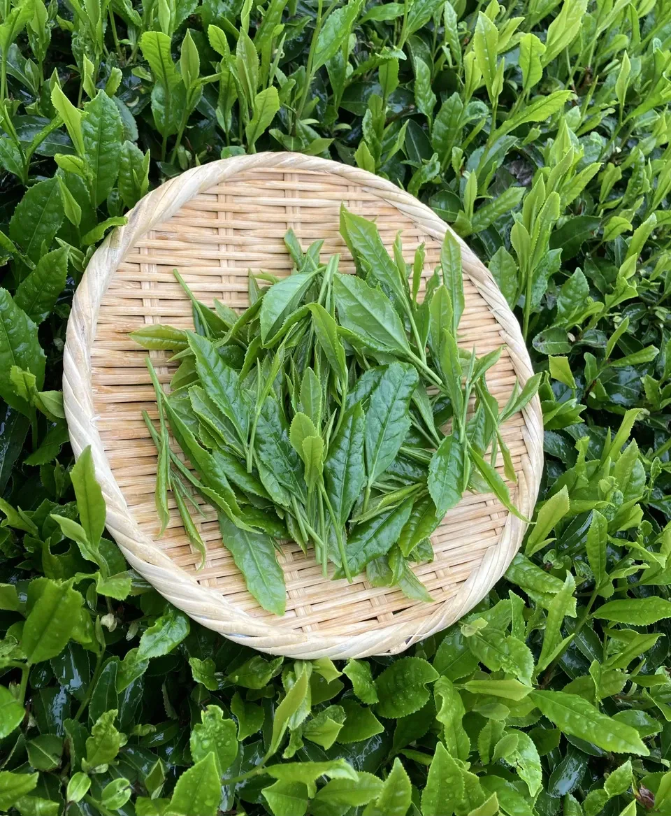 《新茶》2026年初摘み新茶　京都府和束町、農薬不使用栽培