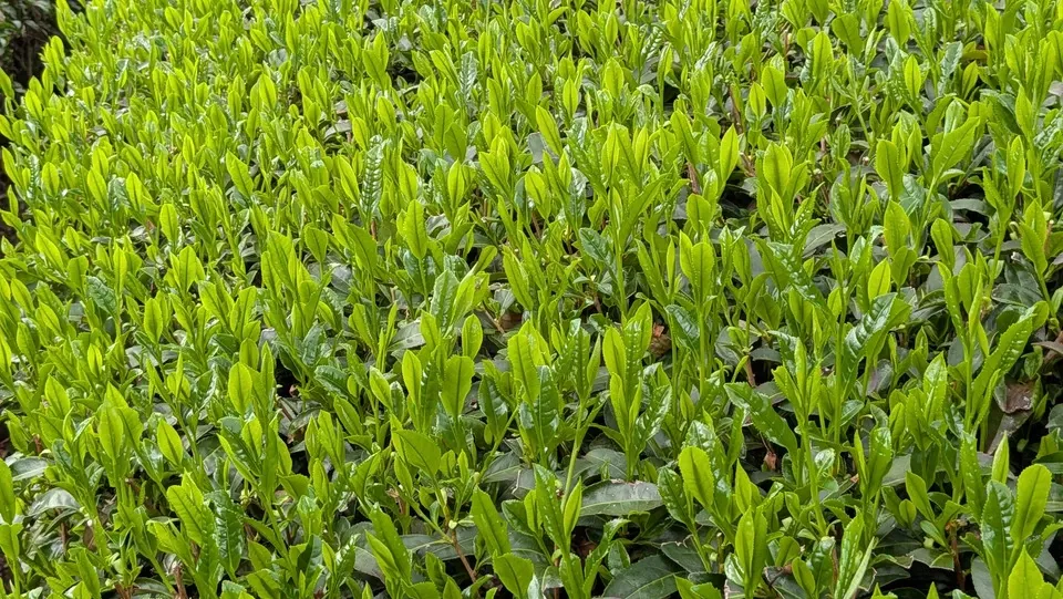 《新茶》2026年初摘み新茶　京都府和束町、農薬不使用栽培