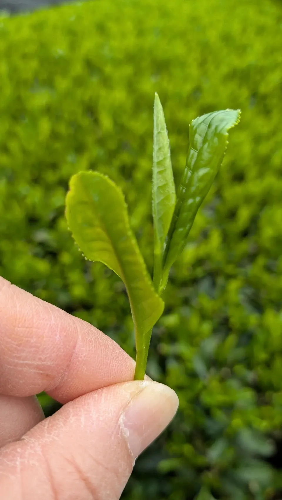 《新茶》2026年初摘み新茶　京都府和束町、農薬不使用栽培