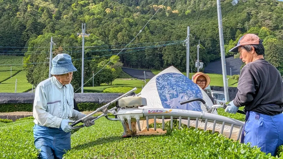 石臼挽き抹茶　シングルオリジン《農薬、化学肥料、除草剤不使用》　京都府　