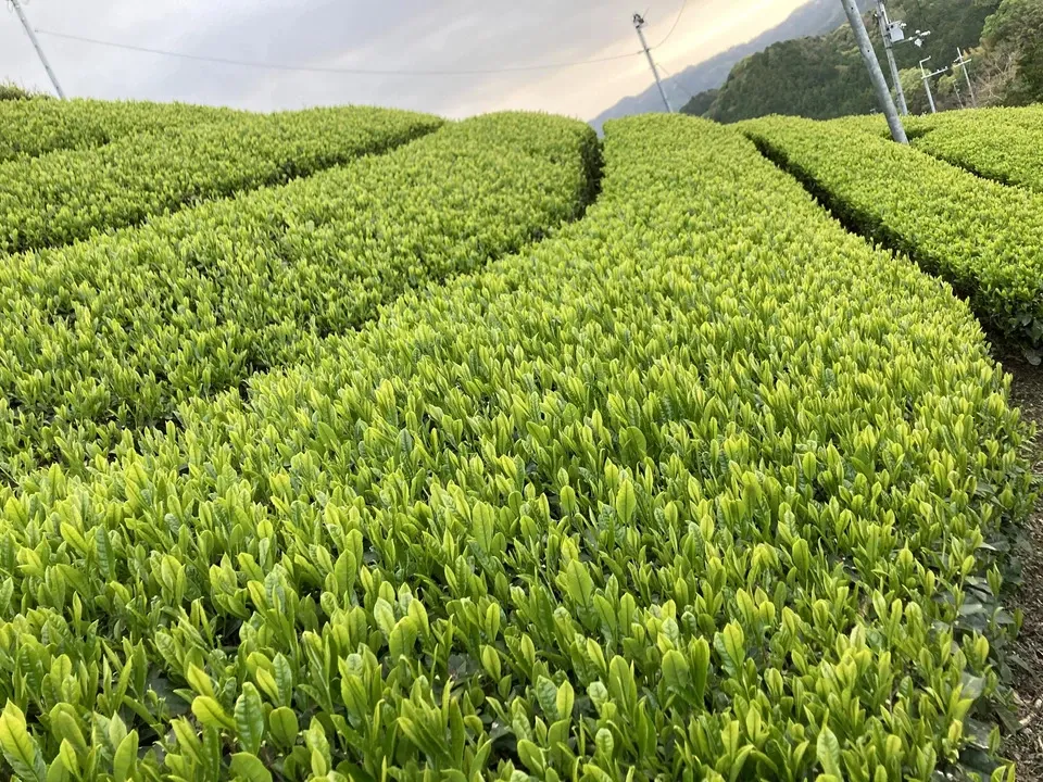 【無農薬】香ばしい香りと深い甘み♪深煎りほうじ茶　1キロ ほうじ茶 普段用 砂炒り製法 焙煎 100g 本山茶 香りが強い