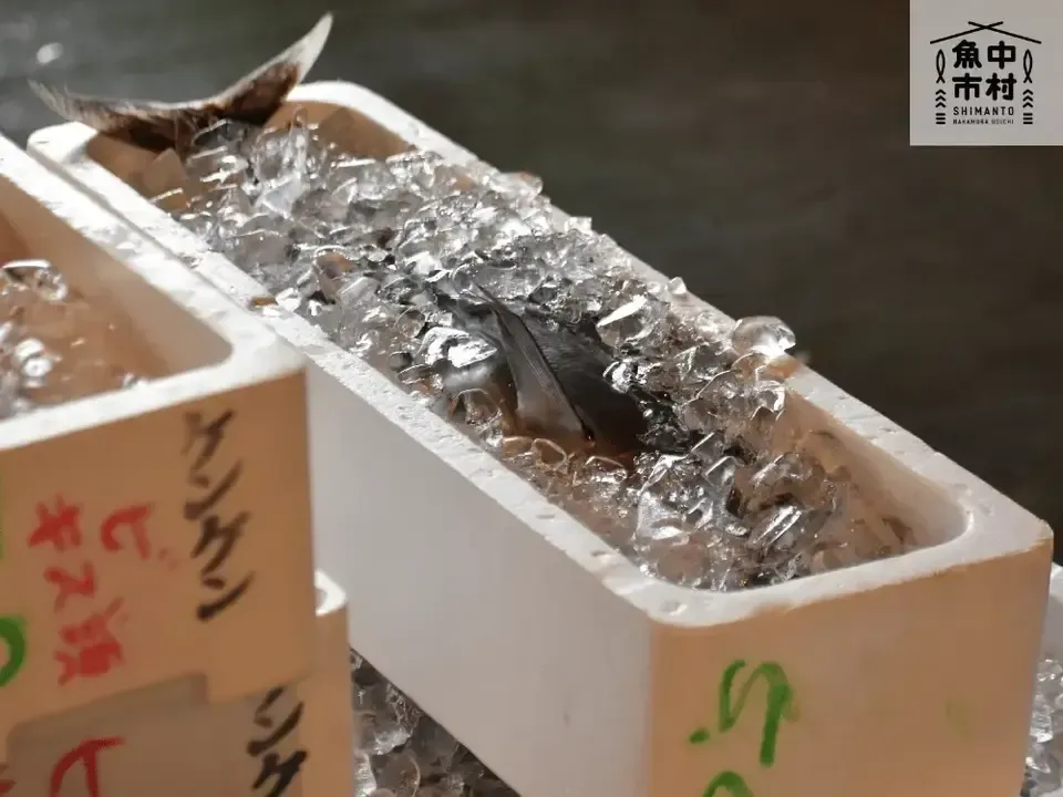【ギフトにも】単品│市場直送│高知県しまんと│カツオ藁焼きオイル漬け(冷凍)│原材料:カツオ・塩・オリーブオイルのみ│熨斗無料