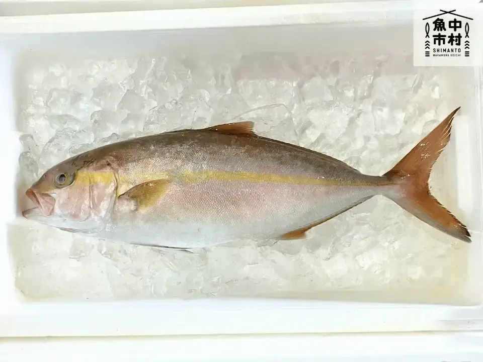 【お中元・夏ギフト】単品│市場直送│高知県しまんと│季節の天然魚 昆布〆(冷凍)│化学調味料不使用│原材料:白身魚、米酢、昆布、塩のみ│熨斗無料