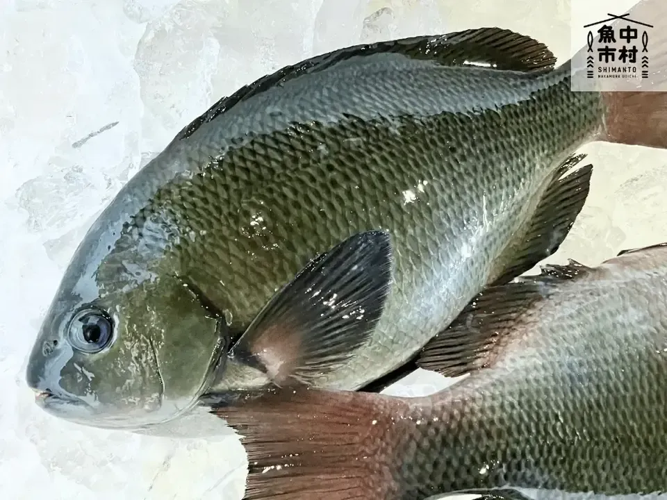 【お中元・夏ギフト】単品│市場直送│高知県しまんと│季節の天然魚 昆布〆(冷凍)│化学調味料不使用│原材料:白身魚、米酢、昆布、塩のみ│熨斗無料
