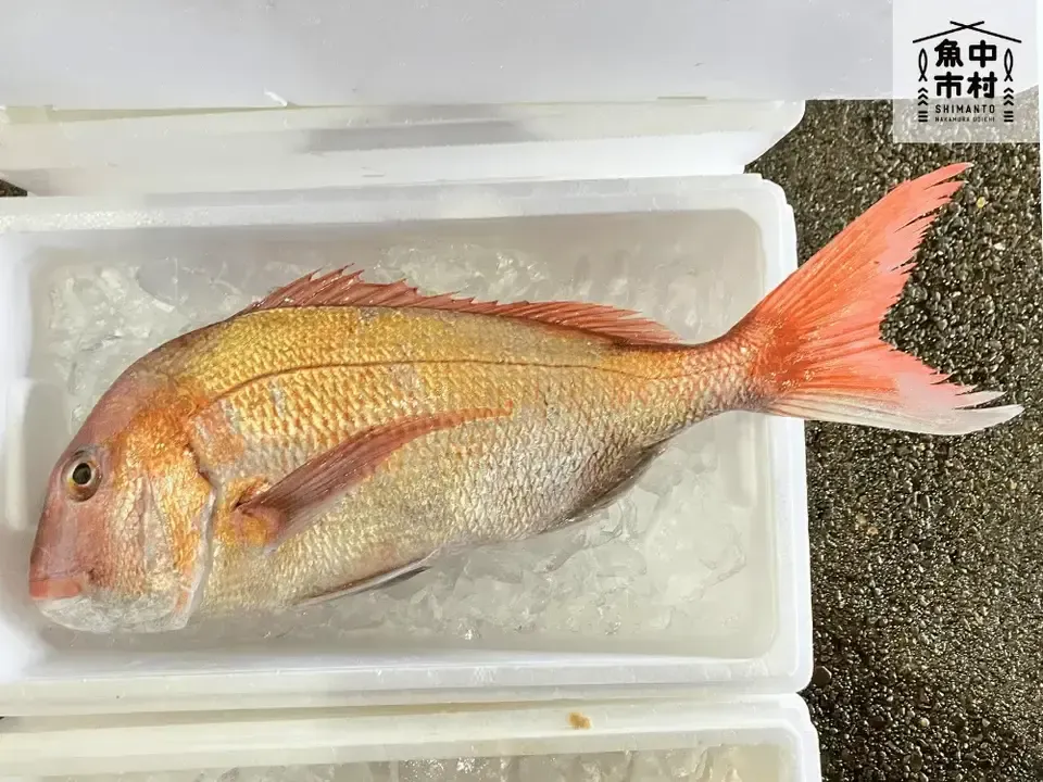 【お中元・夏ギフト】単品│市場直送│高知県しまんと│季節の天然魚 昆布〆(冷凍)│化学調味料不使用│原材料:白身魚、米酢、昆布、塩のみ│熨斗無料