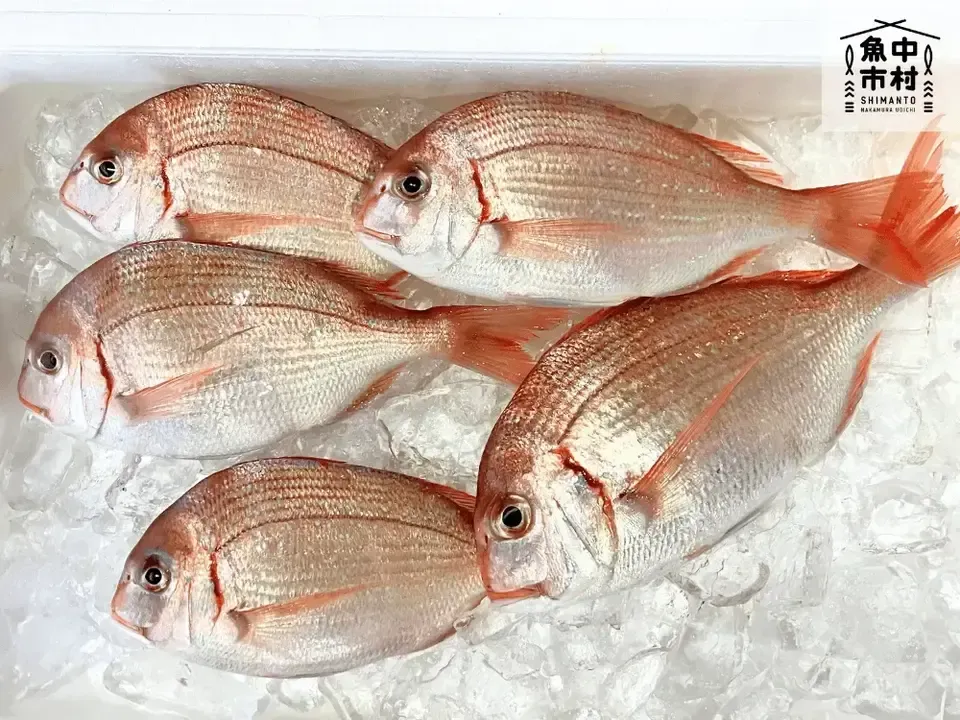 【お中元・夏ギフト】単品│市場直送│高知県しまんと│季節の天然魚 昆布〆(冷凍)│化学調味料不使用│原材料:白身魚、米酢、昆布、塩のみ│熨斗無料