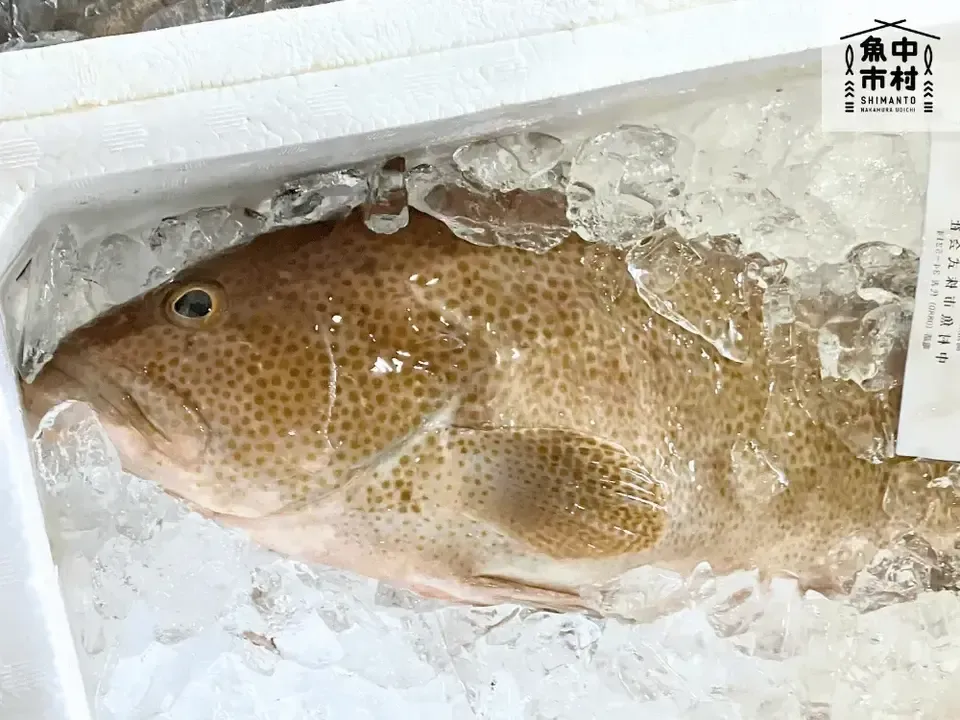 【お中元・夏ギフト】単品│市場直送│高知県しまんと│季節の天然魚 昆布〆(冷凍)│化学調味料不使用│原材料:白身魚、米酢、昆布、塩のみ│熨斗無料