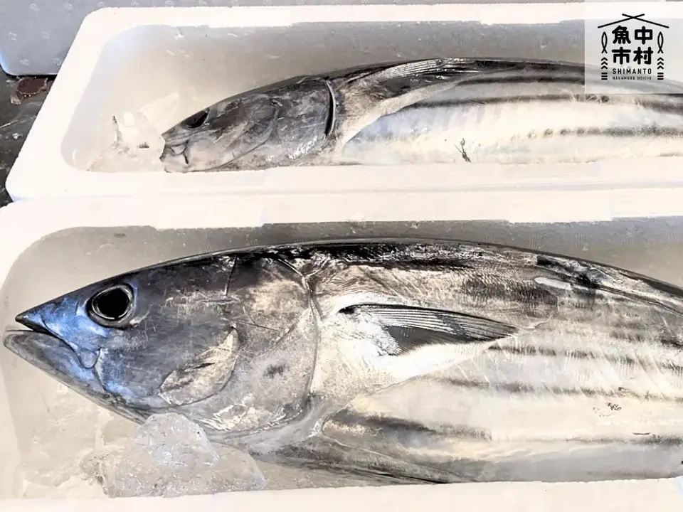 【お中元・夏ギフト】単品│市場直送│高知県しまんと│カツオの藁焼き塩たたき（塩ポン酢・醤油ポン酢）│化学調味料不使用・砂糖不使用│熨斗無料
