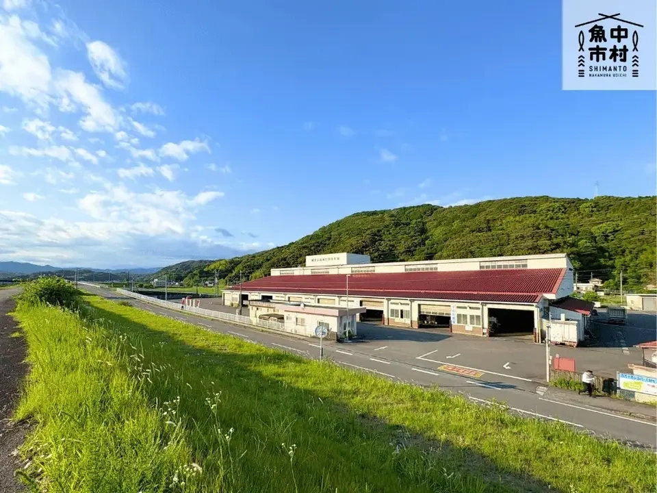 新商品【ギフトにも】単品│市場直送│高知県しまんと│チャンバラ貝(冷凍)│原材料:チャンバラ貝(高知県産)│熨斗無料
