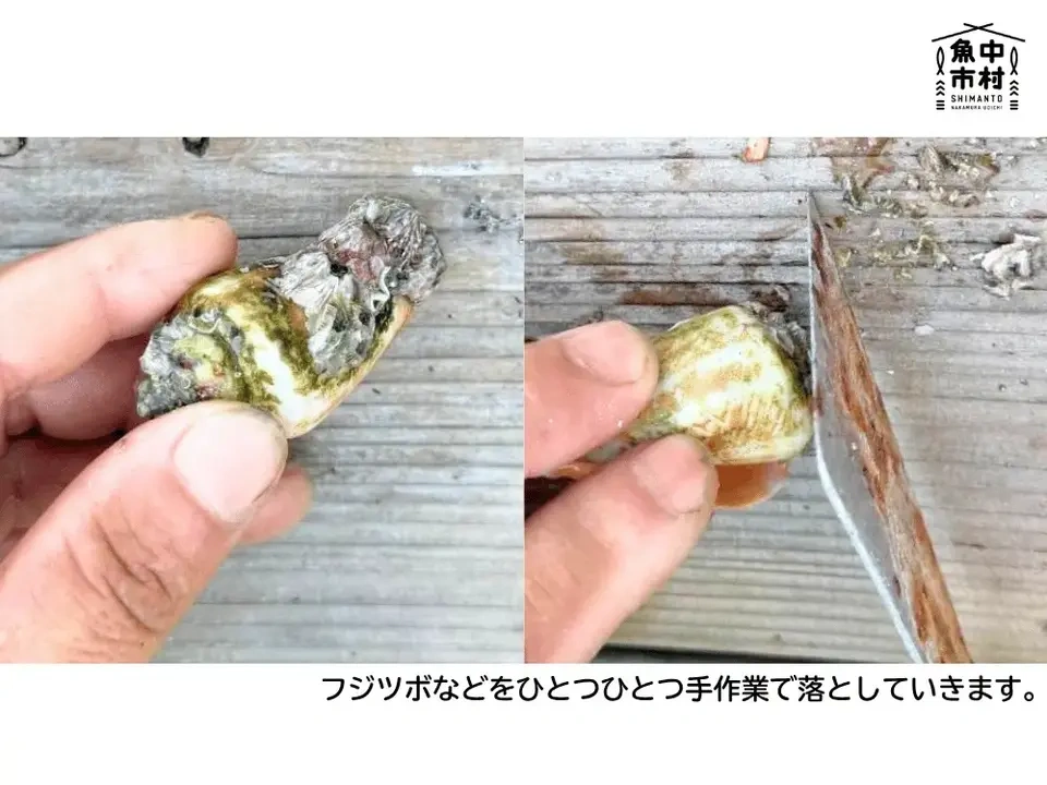 新商品【ギフトにも】単品│市場直送│高知県しまんと│チャンバラ貝(冷凍)│原材料:チャンバラ貝(高知県産)│熨斗無料
