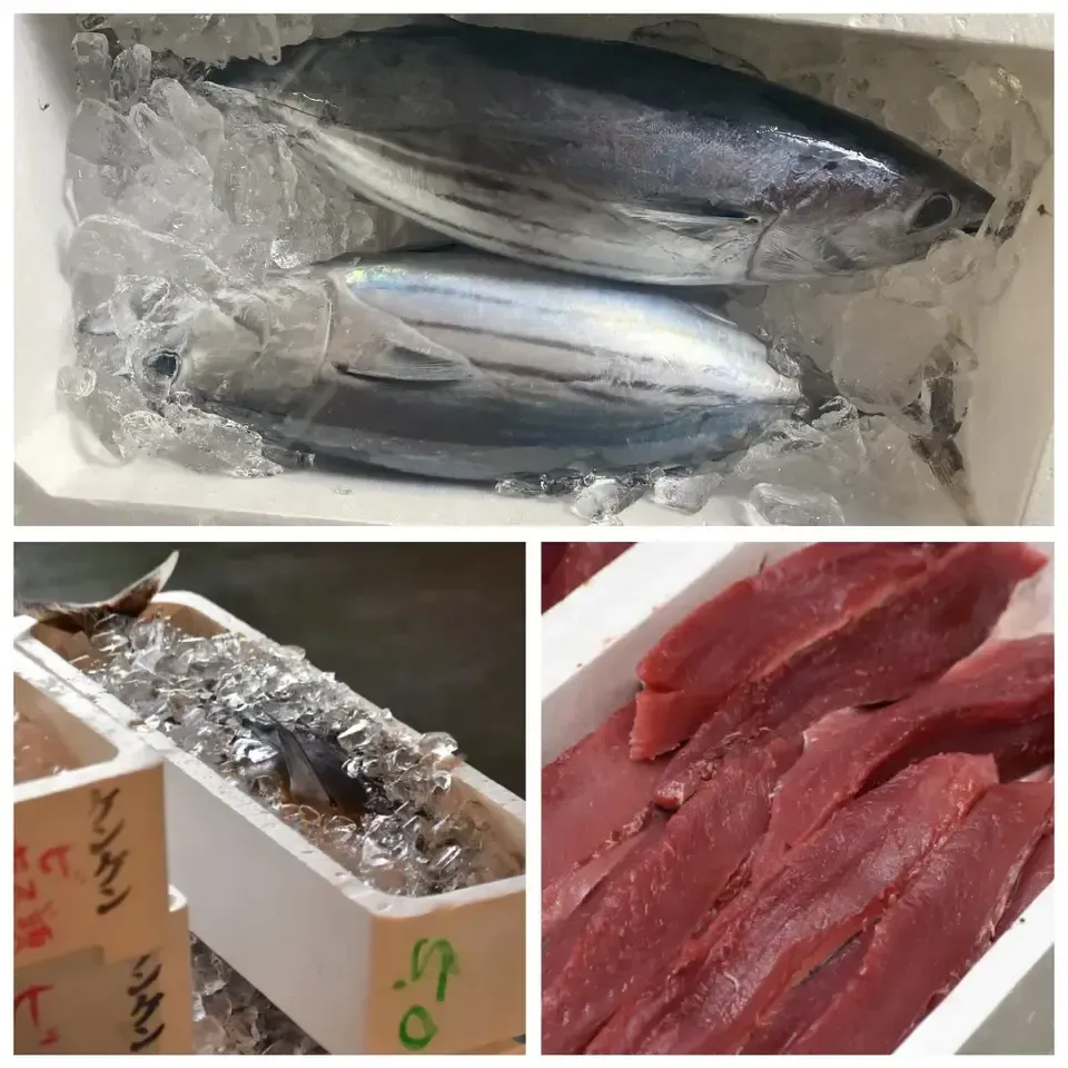 四万十のカツオ藁焼きたたき・季節の天然魚【刺身ギフトセット