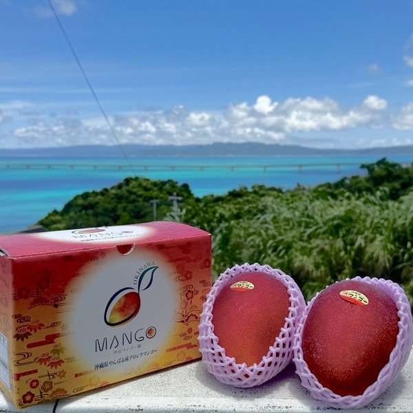 マンゴー商品一覧 | たべるとくらすと