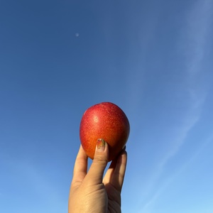 農薬・化学肥料不使用＜ピンポンマンゴー＞沖縄の太陽とクロレラ肥料で栽培のレビュー