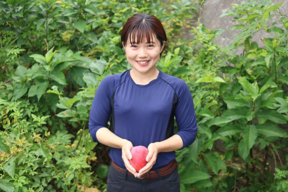 農薬・化学肥料不使用<ピンポンマンゴー>沖縄の太陽とクロレラ肥料で栽培
