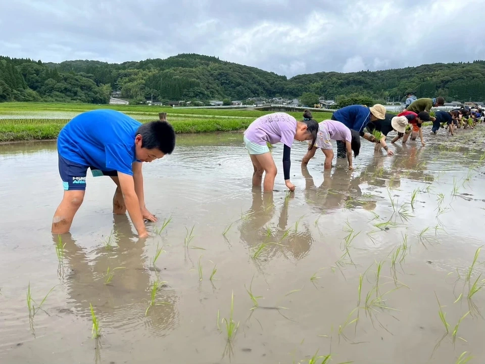 【新米】令和8年産 自家採種の自然栽培米<ヒノヒカリ>鹿児島県日置市産(薩摩半島)