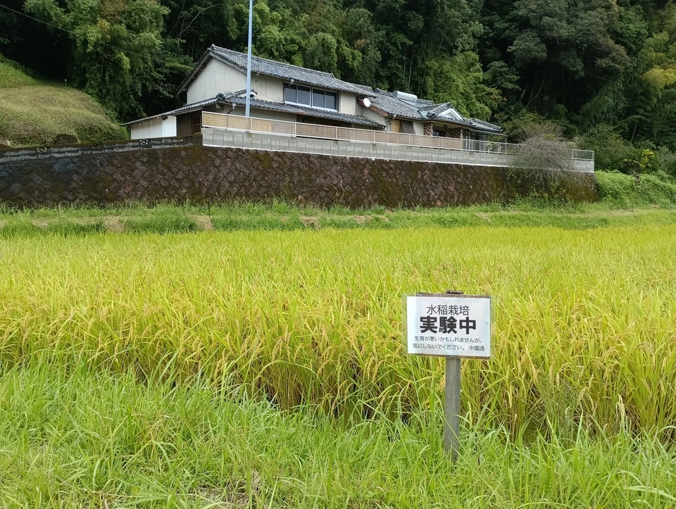 【新米】令和8年産 自家採種の自然栽培米<ヒノヒカリ>鹿児島県日置市産(薩摩半島)