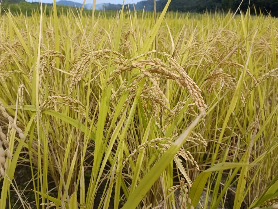 【新米】令和8年産 自然栽培米<あきほなみ>鹿児島県日置市産(薩摩半島)