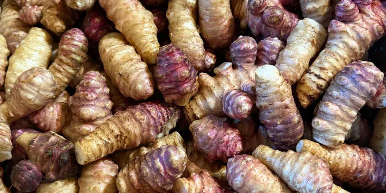 堀りたて！自然栽培の紫菊芋（フランス菊芋）土付き 南国にしがわ農園