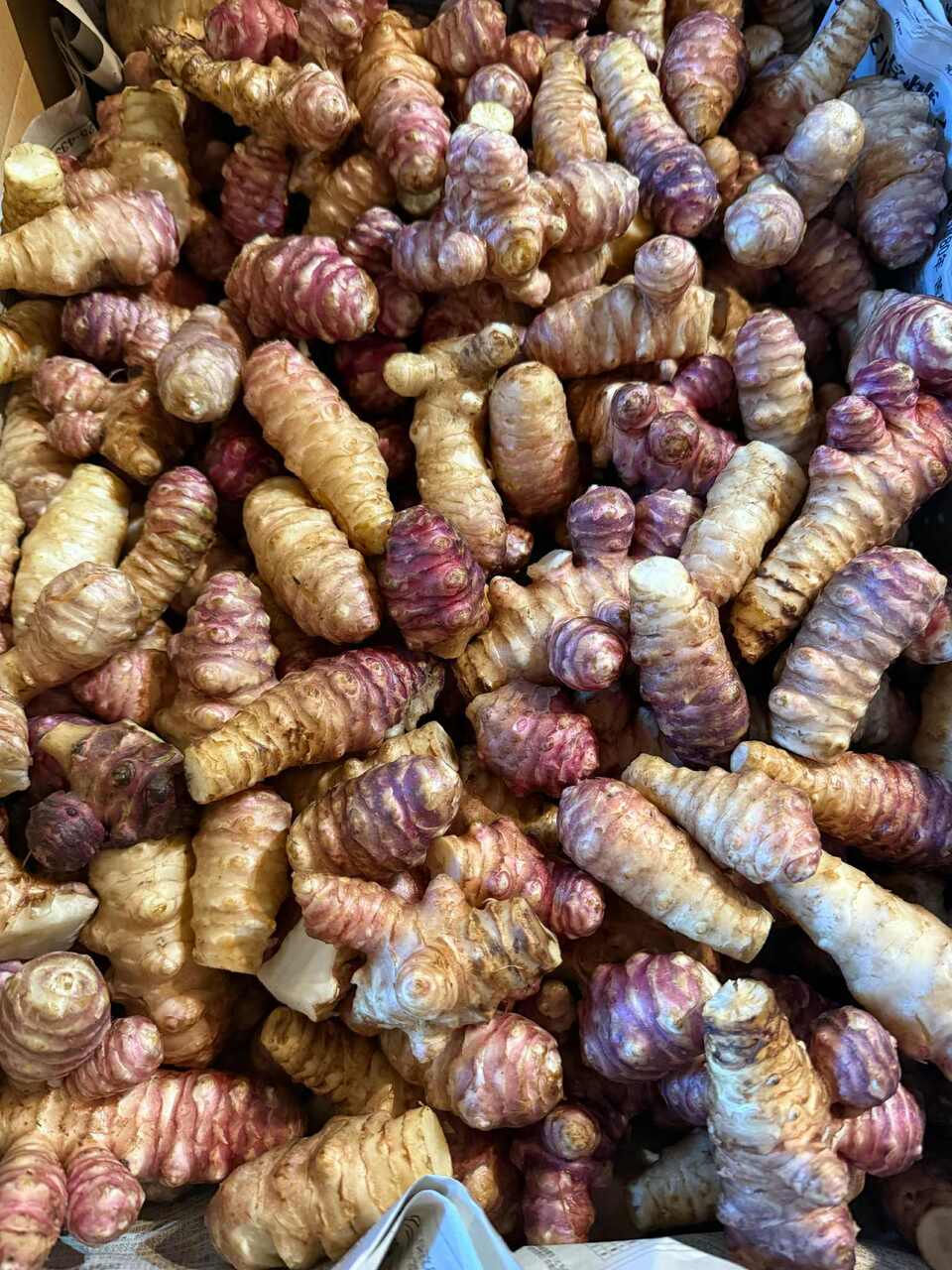 堀りたて！自然栽培の紫菊芋（フランス菊芋）土付き 南国にしがわ農園