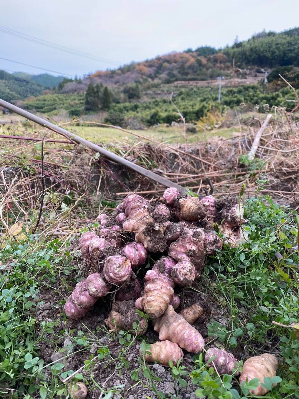 堀りたて！自然栽培の紫菊芋（フランス菊芋）土付き 南国にしがわ農園