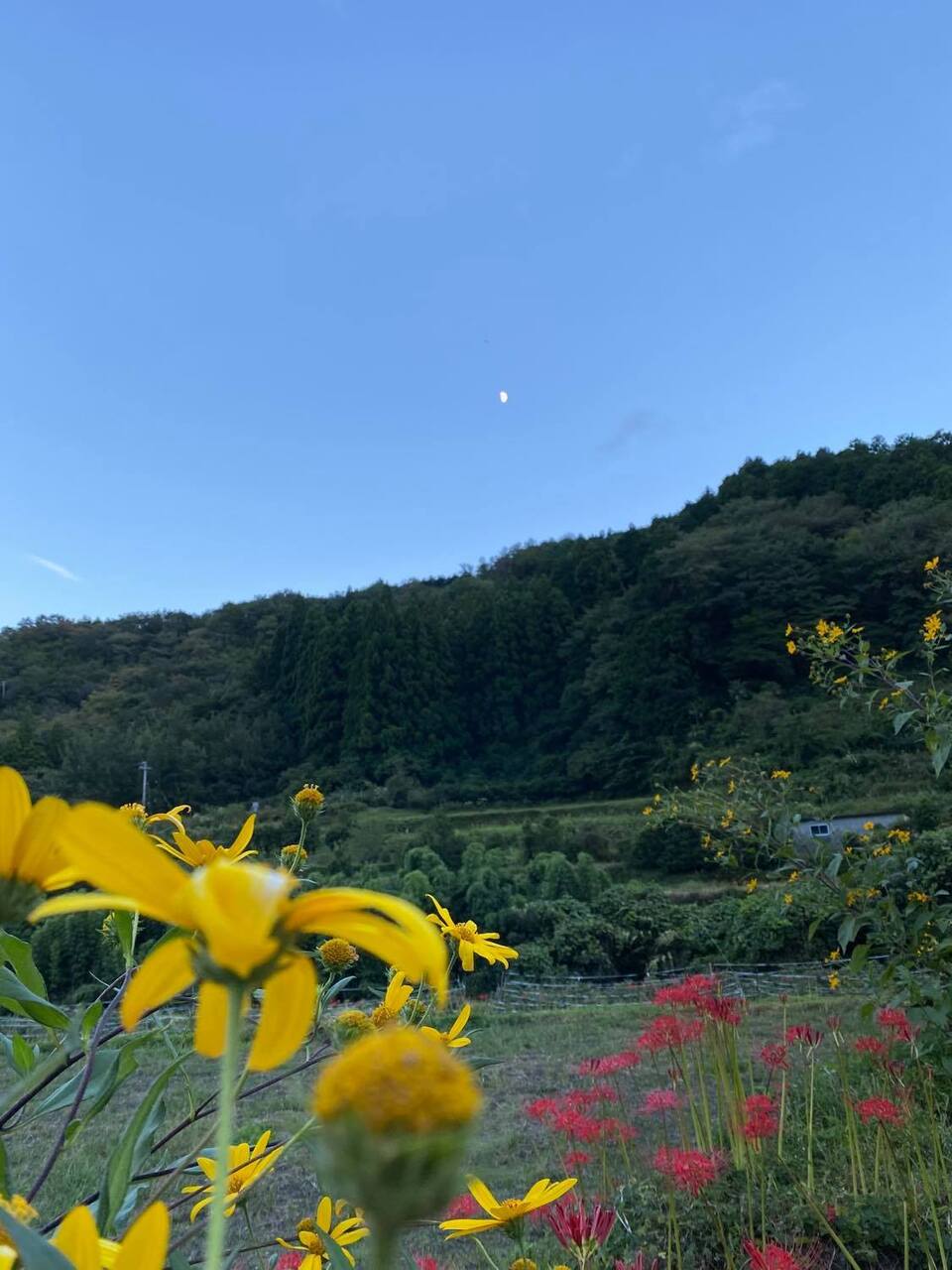 堀りたて!自然栽培の紫菊芋(フランス菊芋)土付き