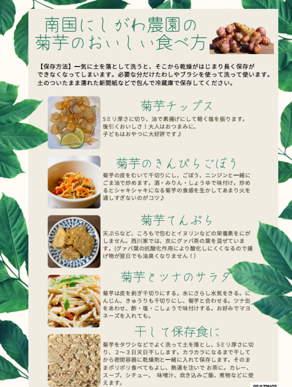 堀りたて！自然栽培の紫菊芋（フランス菊芋）土付き 南国にしがわ農園