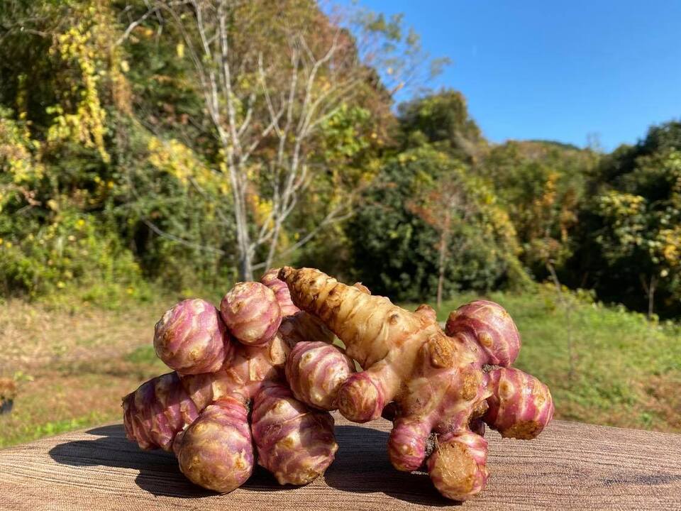 洗ってお届け！自然栽培の紫菊芋（フランス菊芋）1㎏ 南国にしがわ農園