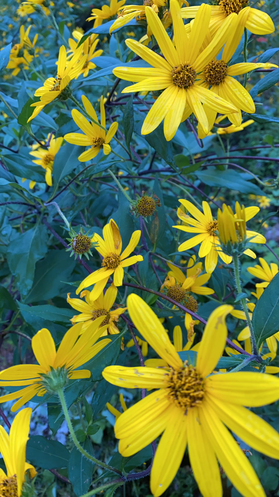 洗ってお届け！自然栽培の紫菊芋（フランス菊芋）1㎏ 南国にしがわ農園