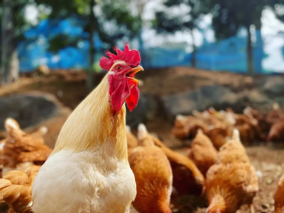 【贈答放牧卵】平飼い放牧卵-itadaki-24個/鶏たちの暮らしから届く贈り物