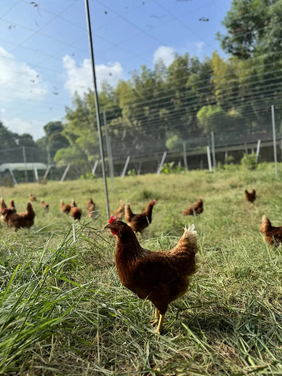 【贈答放牧卵】平飼い放牧卵-itadaki-24個/鶏たちの暮らしから届く贈り物