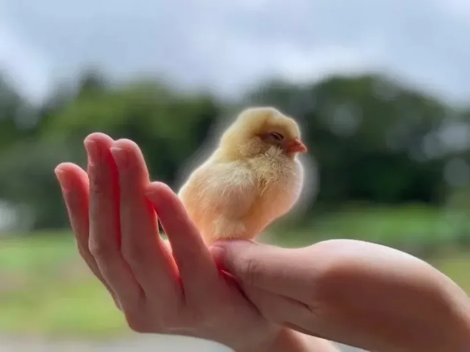 【贈答放牧卵】平飼い放牧卵-itadaki-24個/鶏たちの暮らしから届く贈り物