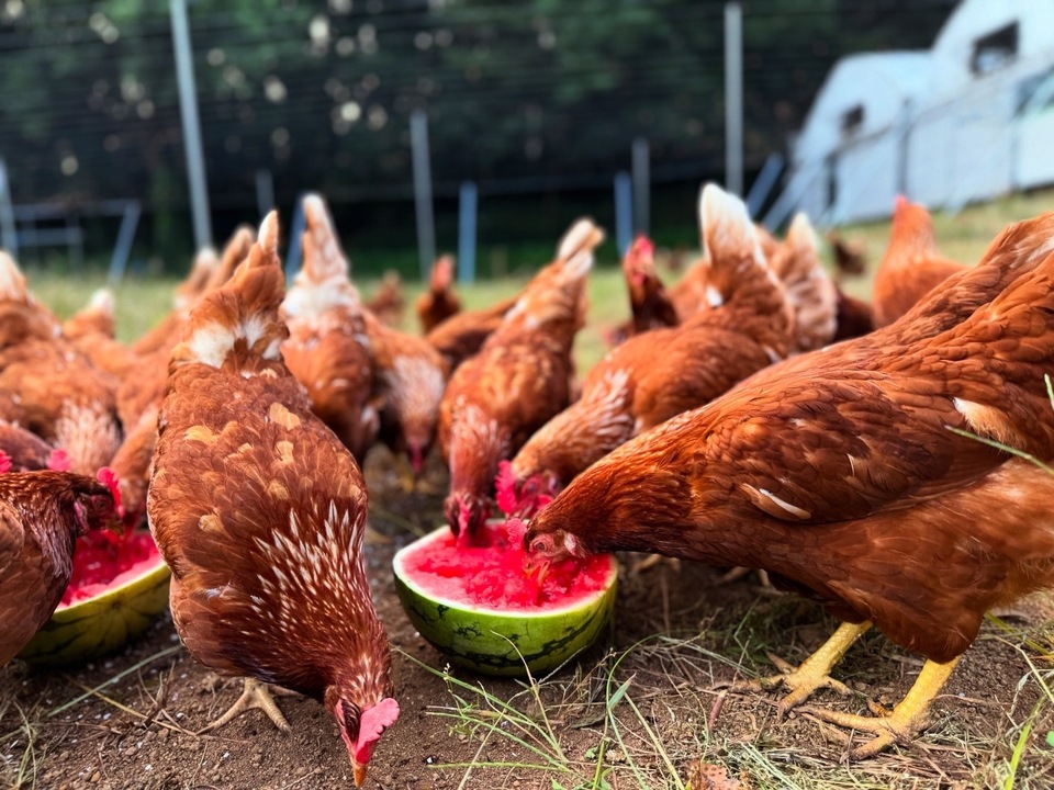 放牧卵のやさしいお菓子箱（焼き菓子8個入)-TAMAGOMANIA-