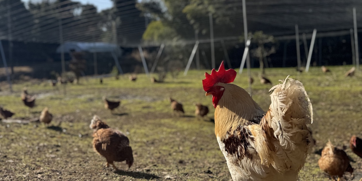 贈答放牧卵】平飼い放牧卵-itadaki-24個/鶏たちの暮らしから届く贈り物